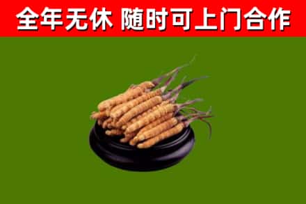 东安县回收散虫草