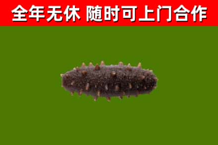 东安县回收海参干